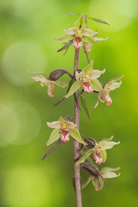 Epipactis purpurata