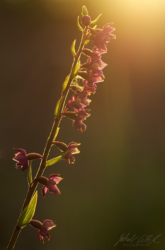 Epipactis atrorubens