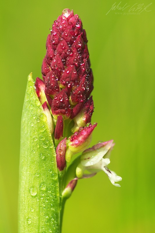 Neotinea usculata spp. aestivalis