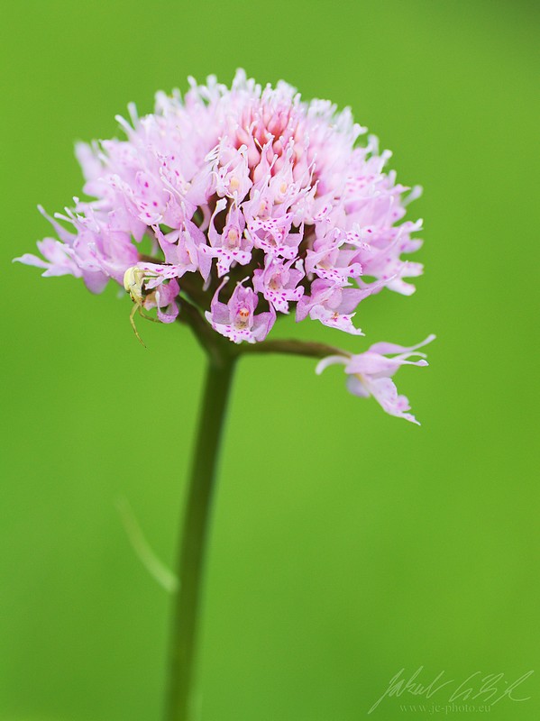 Traunsteinera globosa