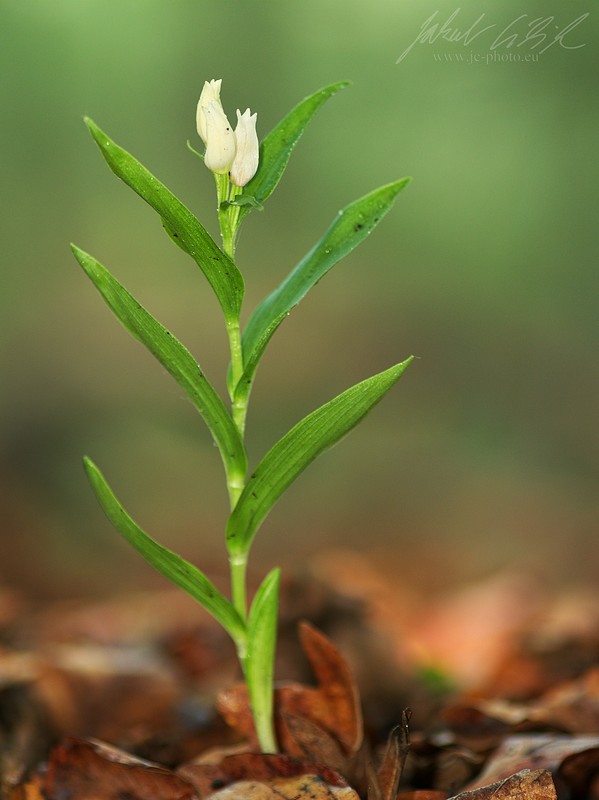 Cephalanthera damasonium