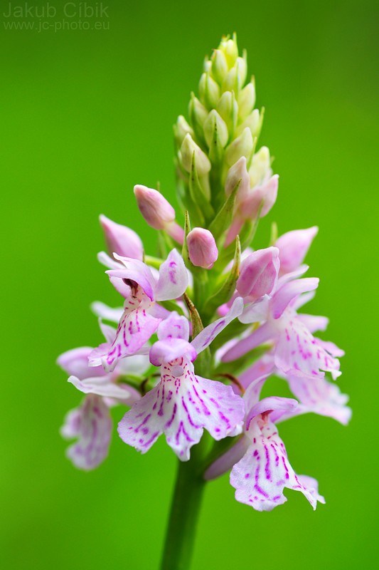 Dactylorhiza fuchsii spp. fuchsii
