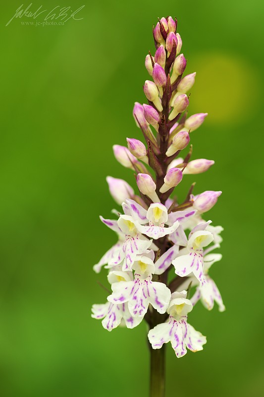 Dactylorhiza fuchsii spp. soóana