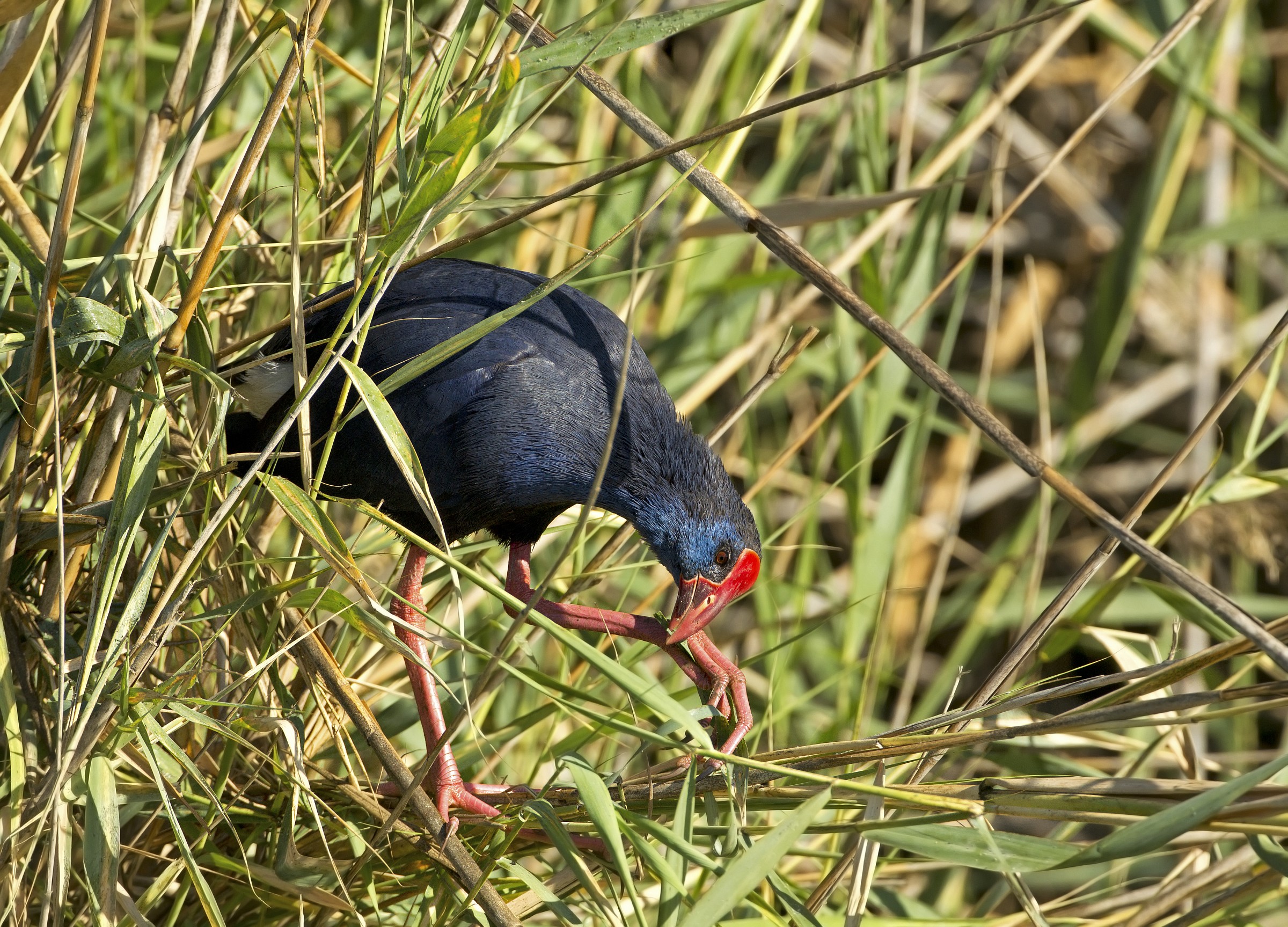 pollo sultano(porphyrio porphyrio)