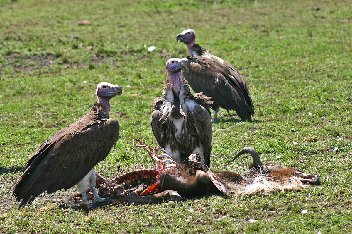 Vultures