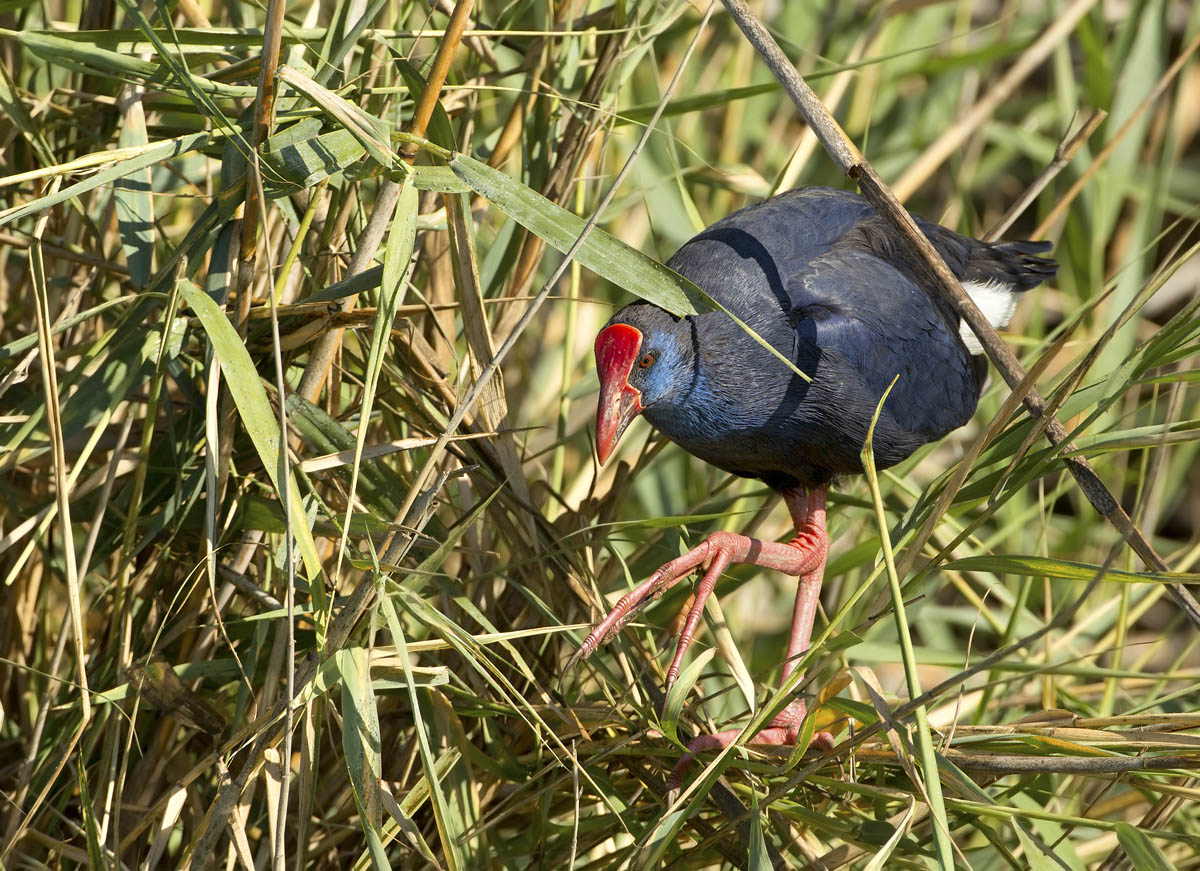 pollo sultano (porphyrio porphyrio)