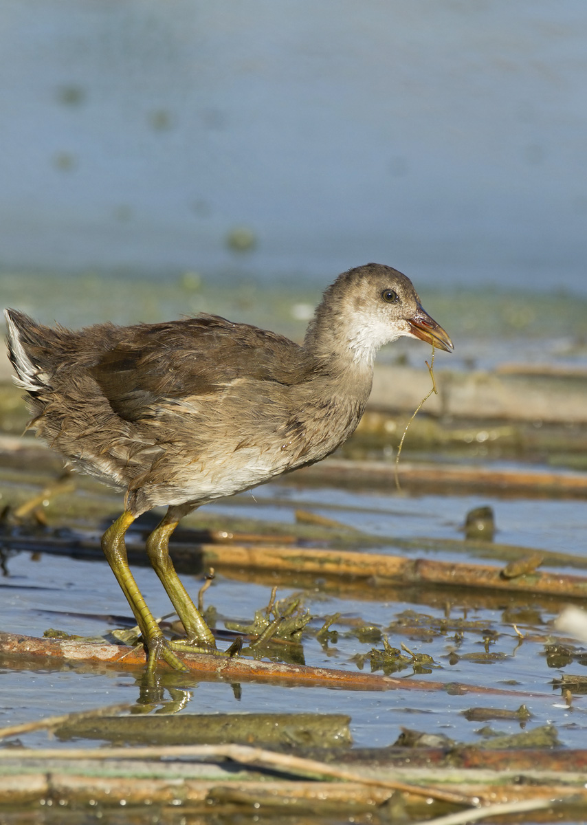 giovane gallinella d'acqua (gallinula chloropus)