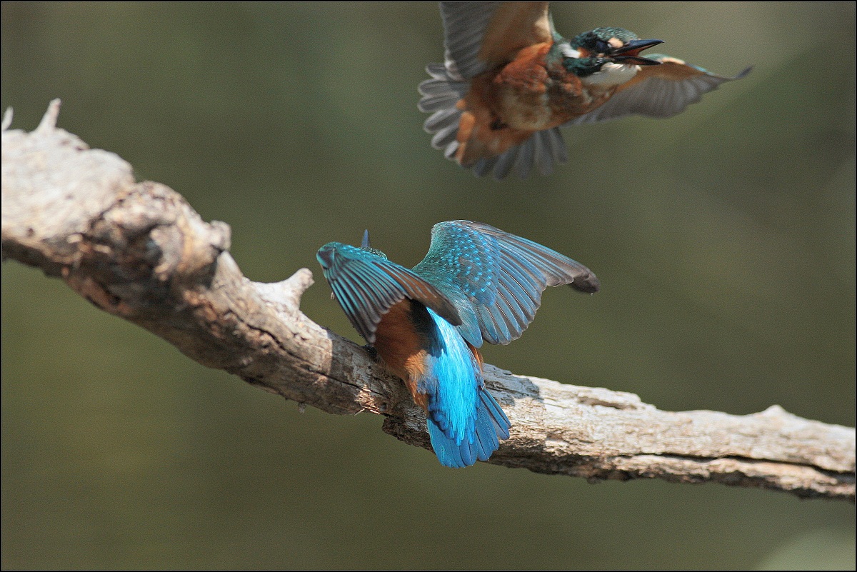 coppia di martin pescatore