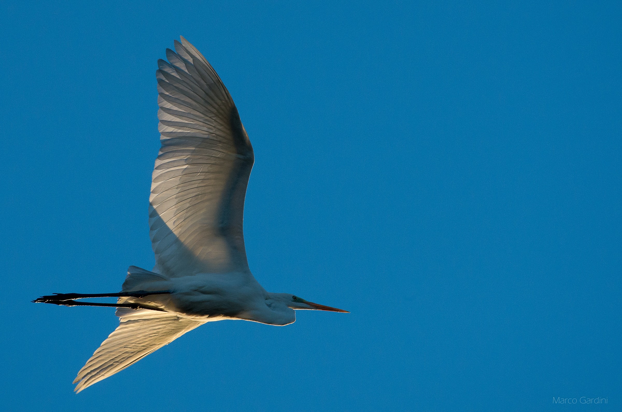 An arrow in the dying sky