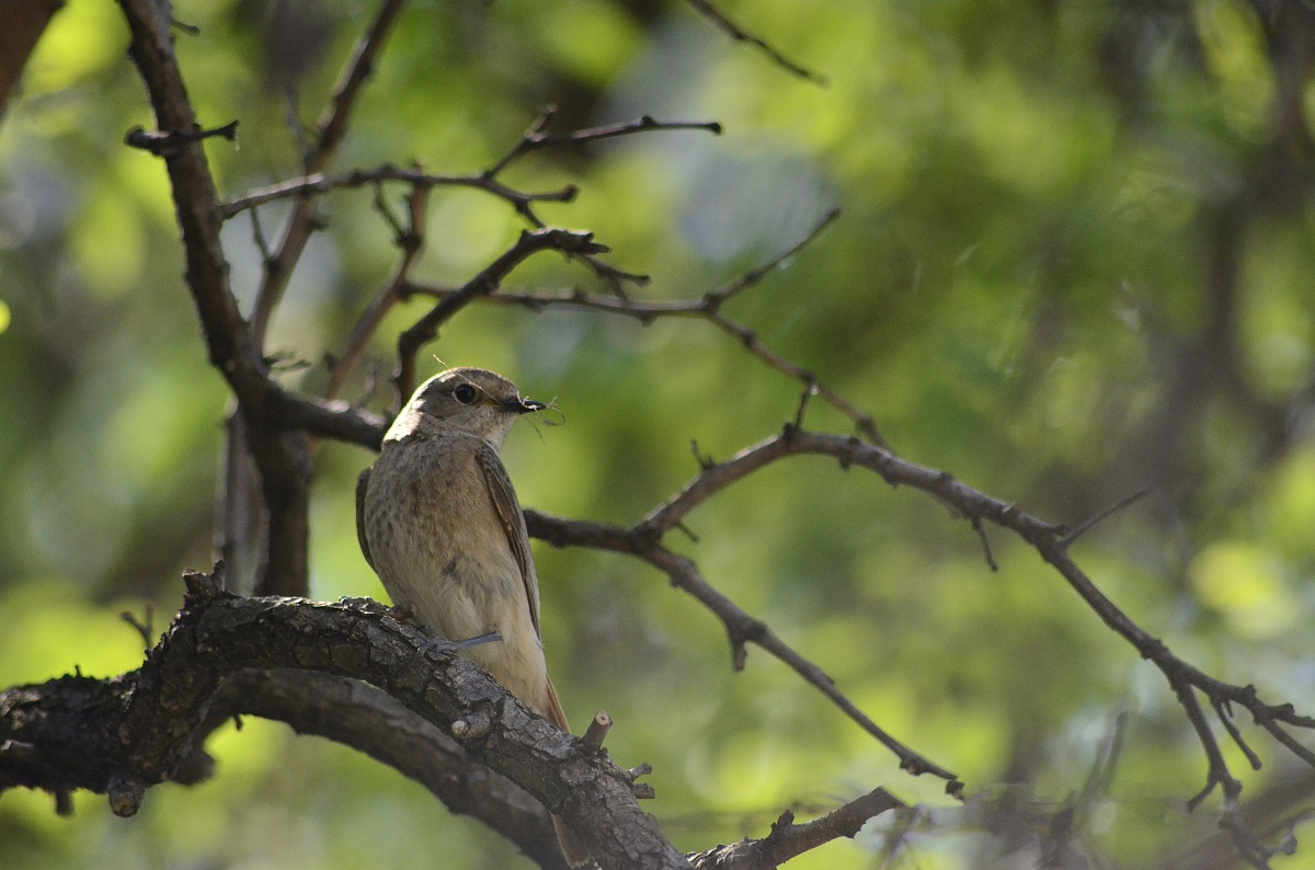 Construction of the nest