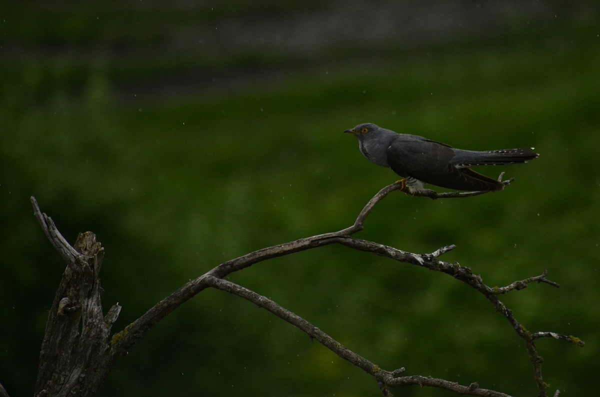 Cuckoo bird