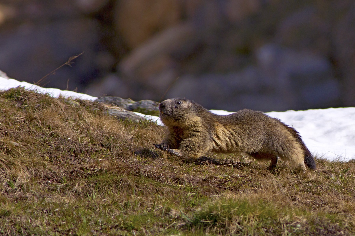 The stroke of the Marmot