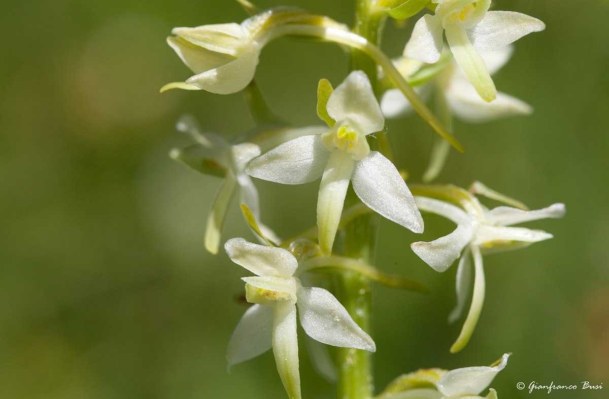 platanthera bifolia 2