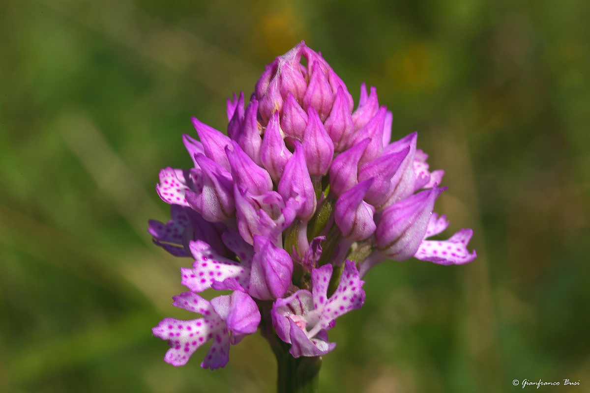 neotinea tridentata 1