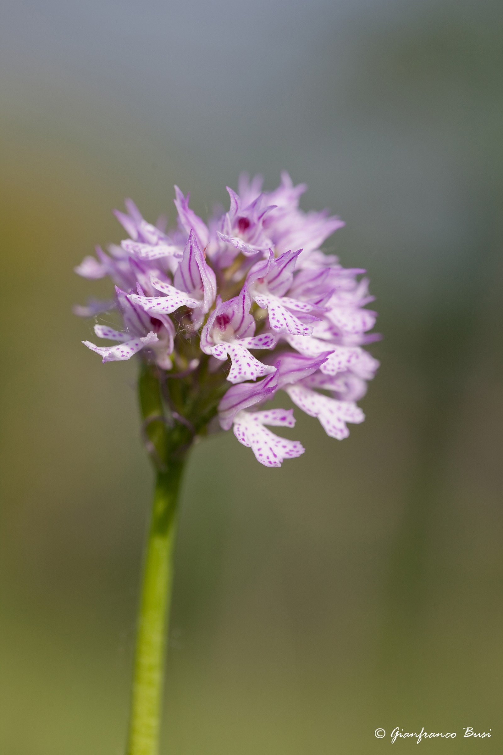 neotinea tridentata 3