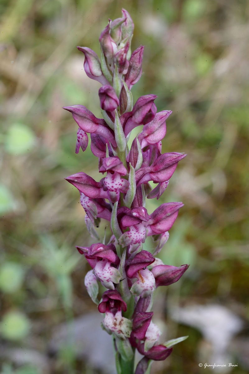 anacamptis coriophora 1