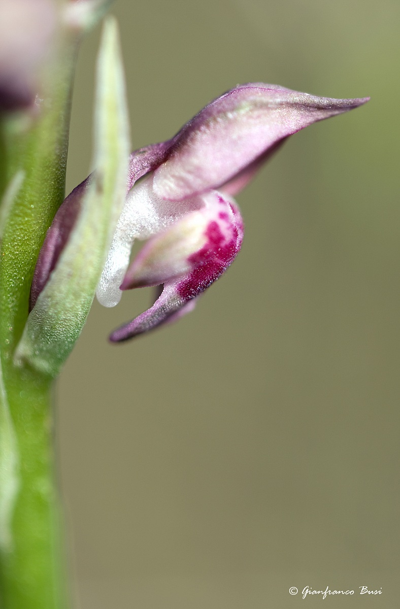 anacamptis coriophora 2