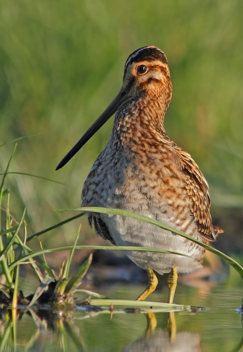 snipe