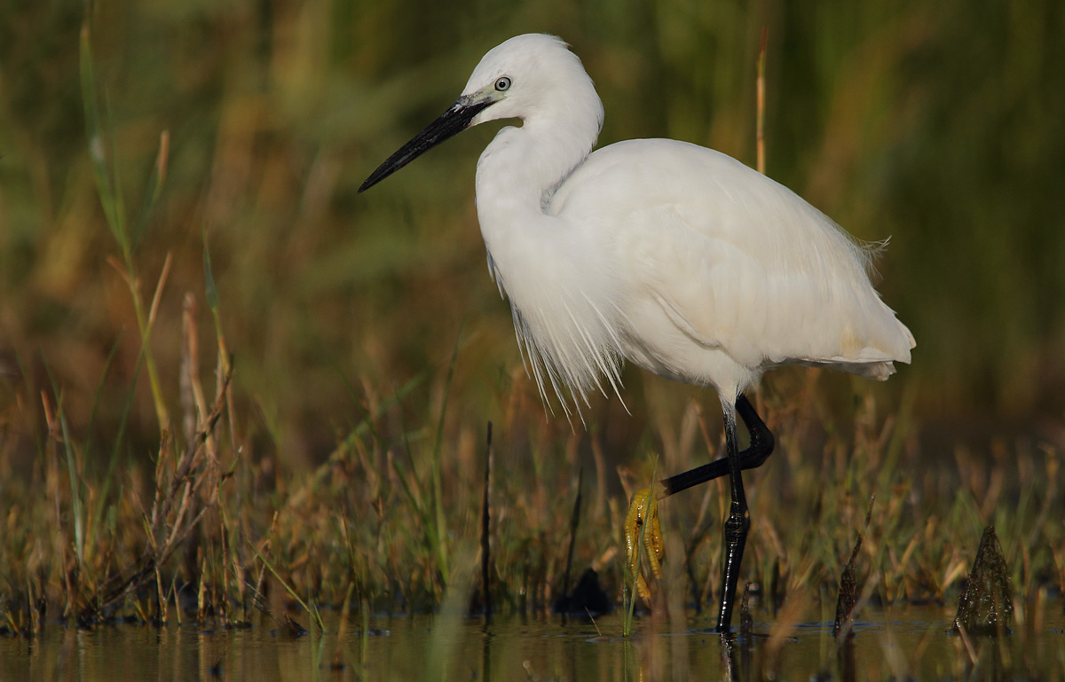 Egret