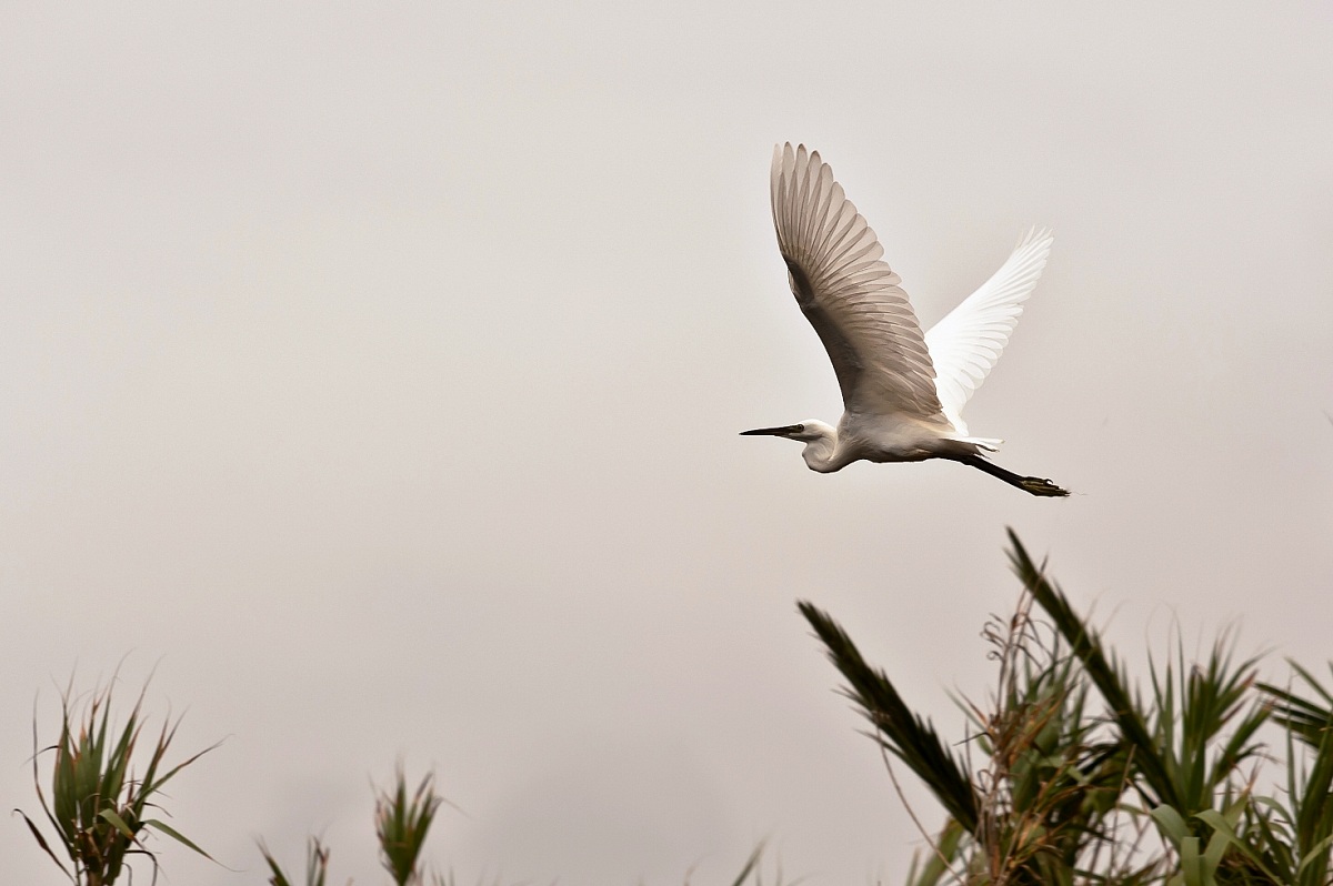 Egret a few meters ..