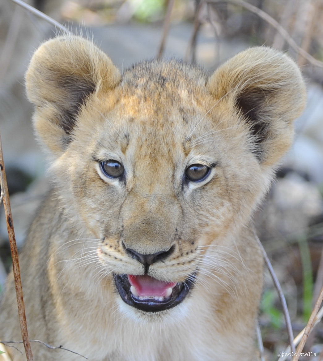 lion cub close-up