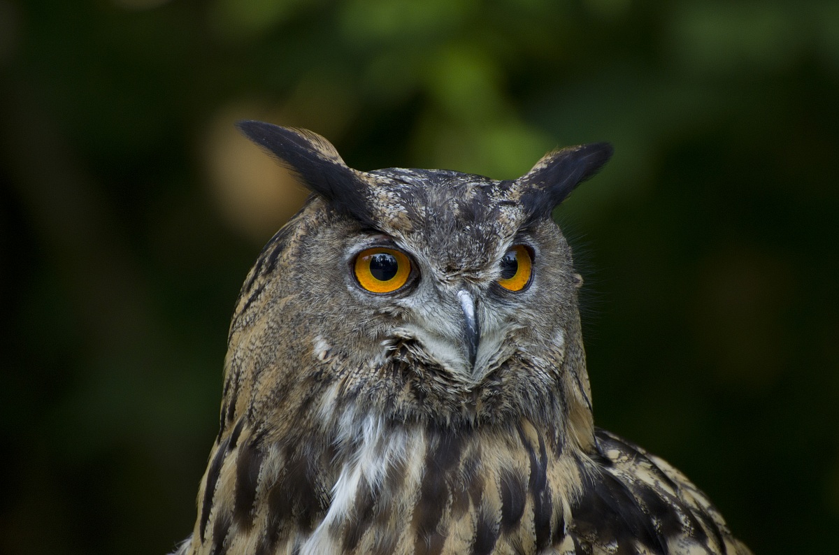 Eagle Owl - Oasis Santa Cristina (Fifth TV)