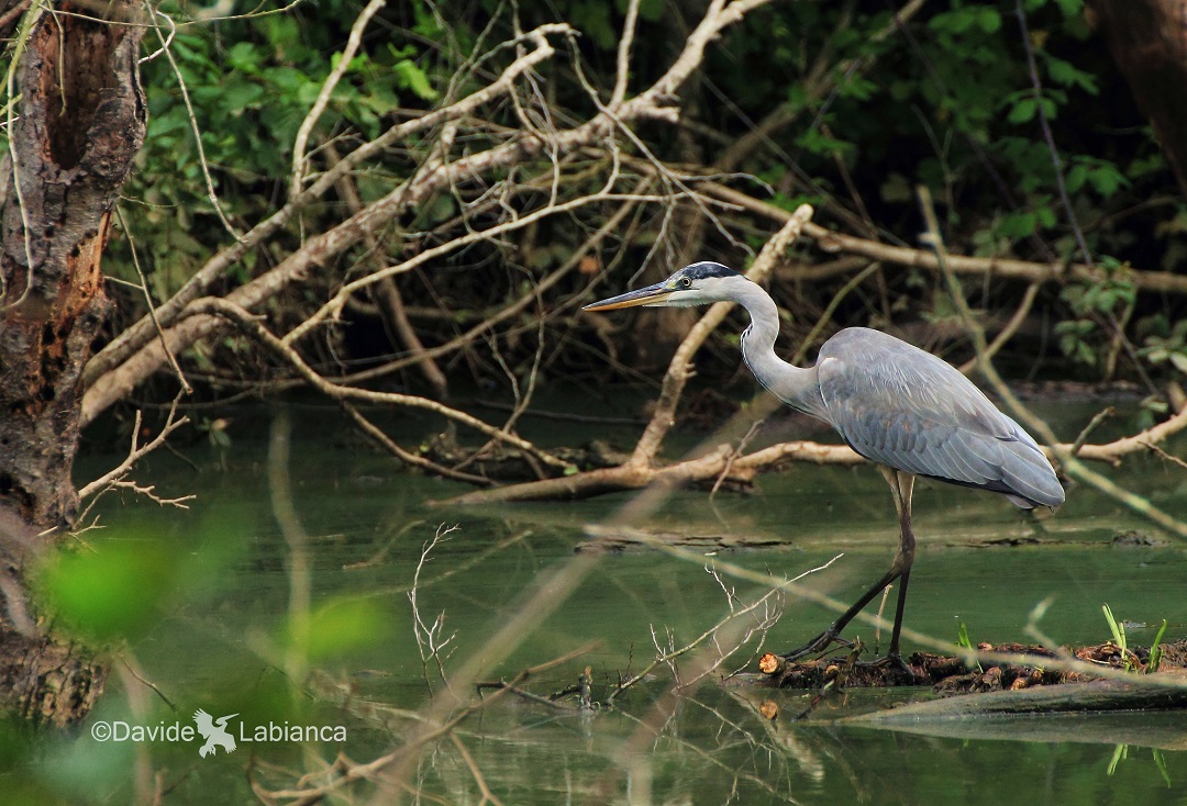 gray heron