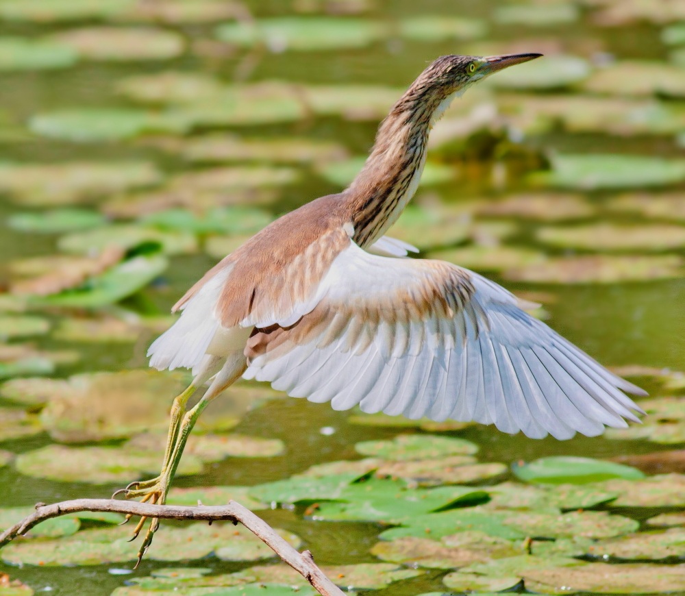 Sgarza Ciuffetto Involo