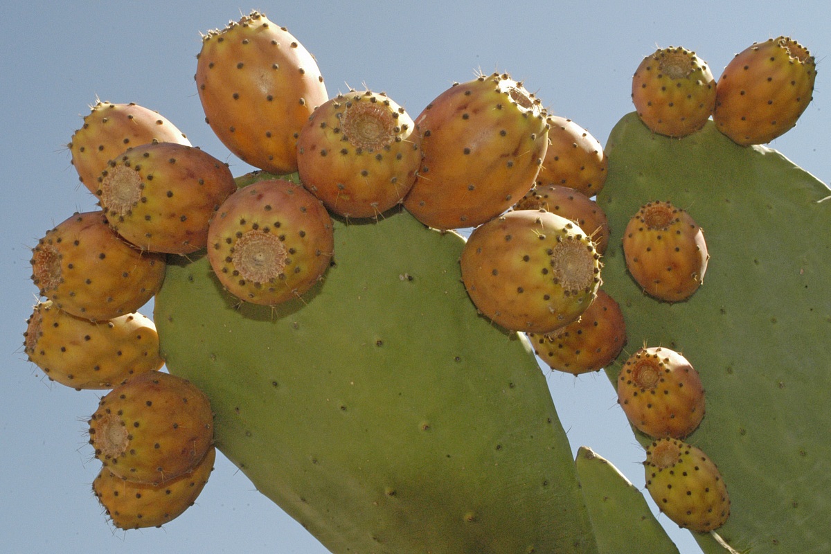 prickly pears
