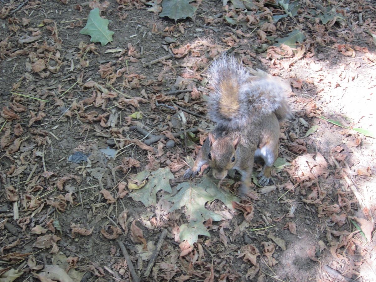 squirrel