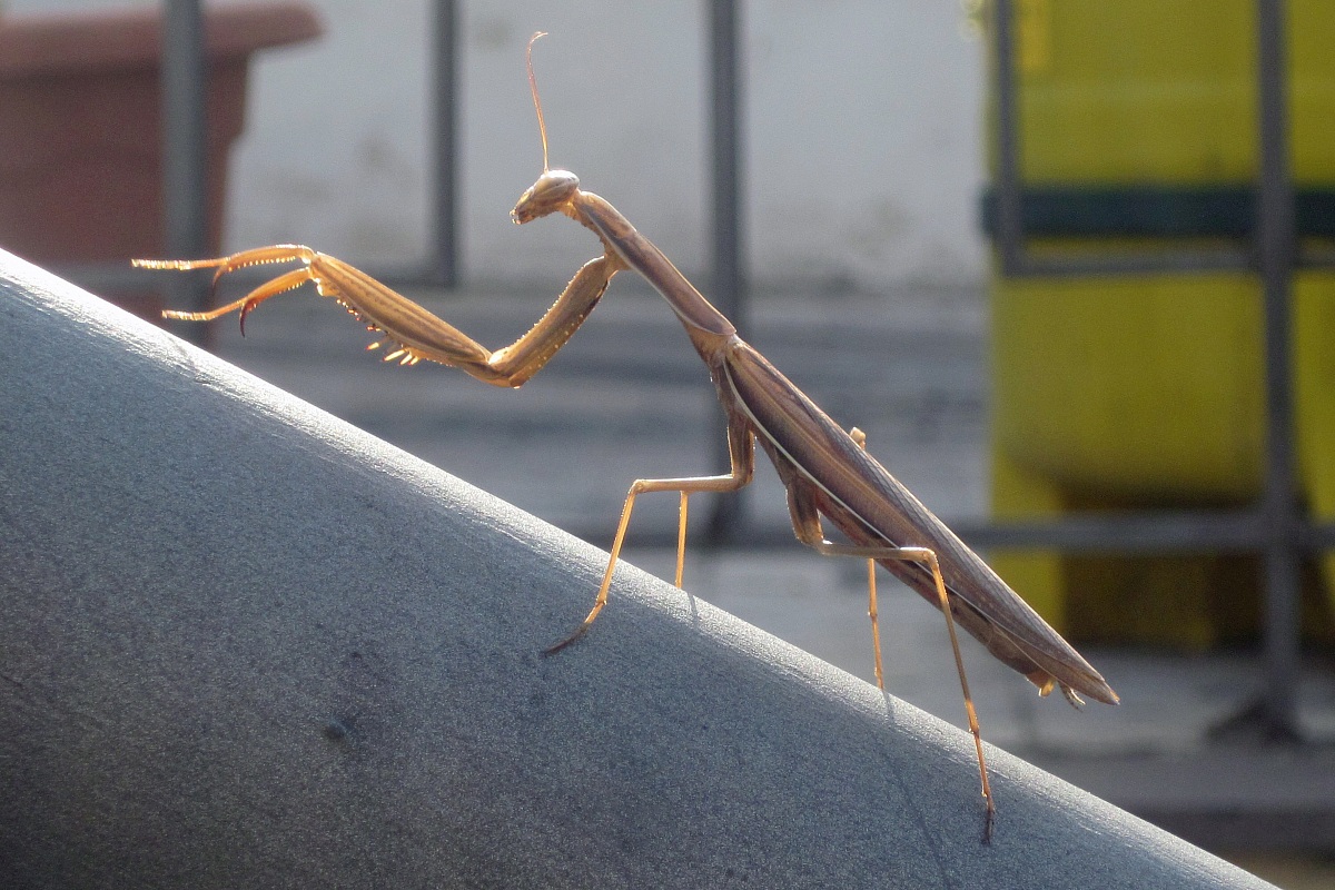 praying mantis