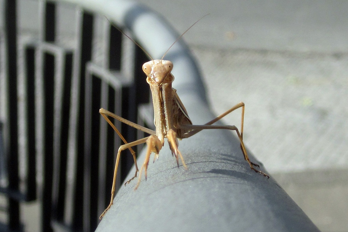 praying mantis