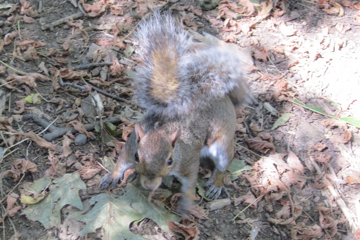 squirrel
