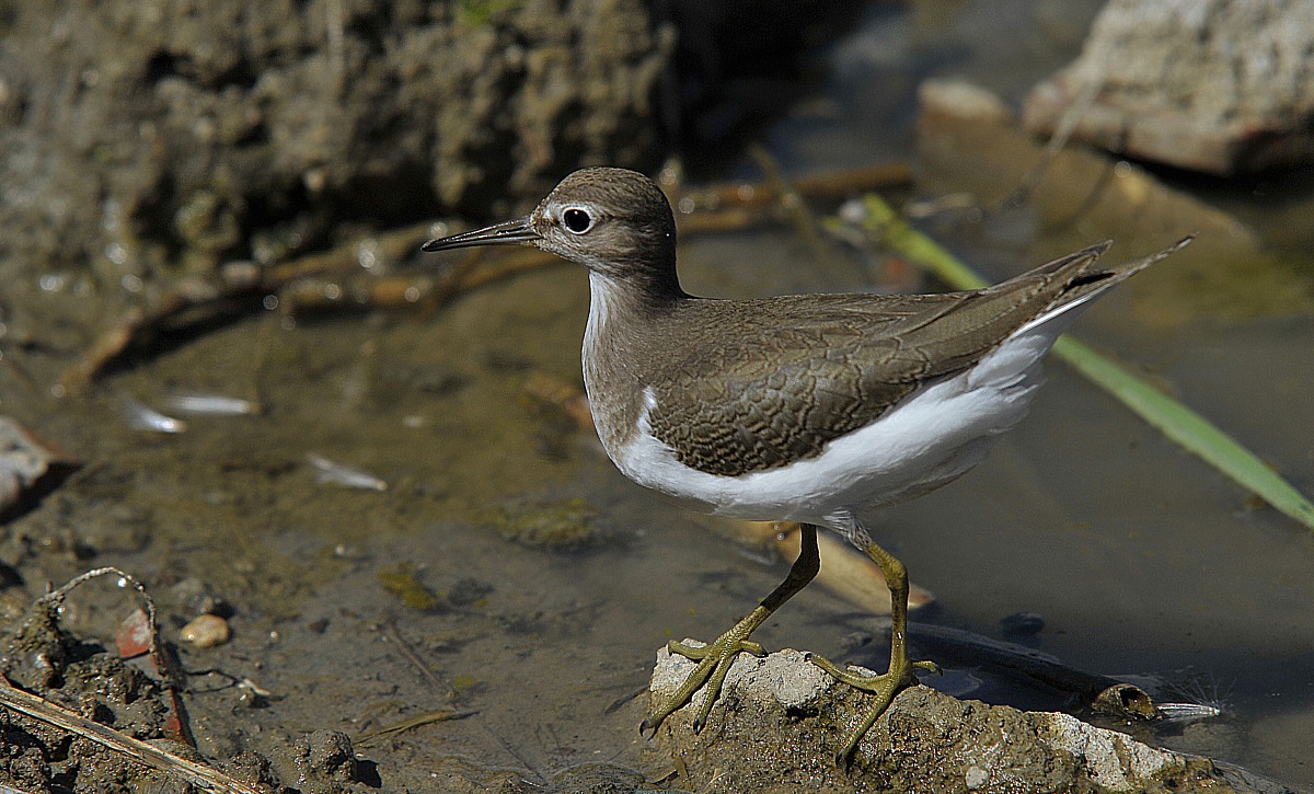 Sandpiper!