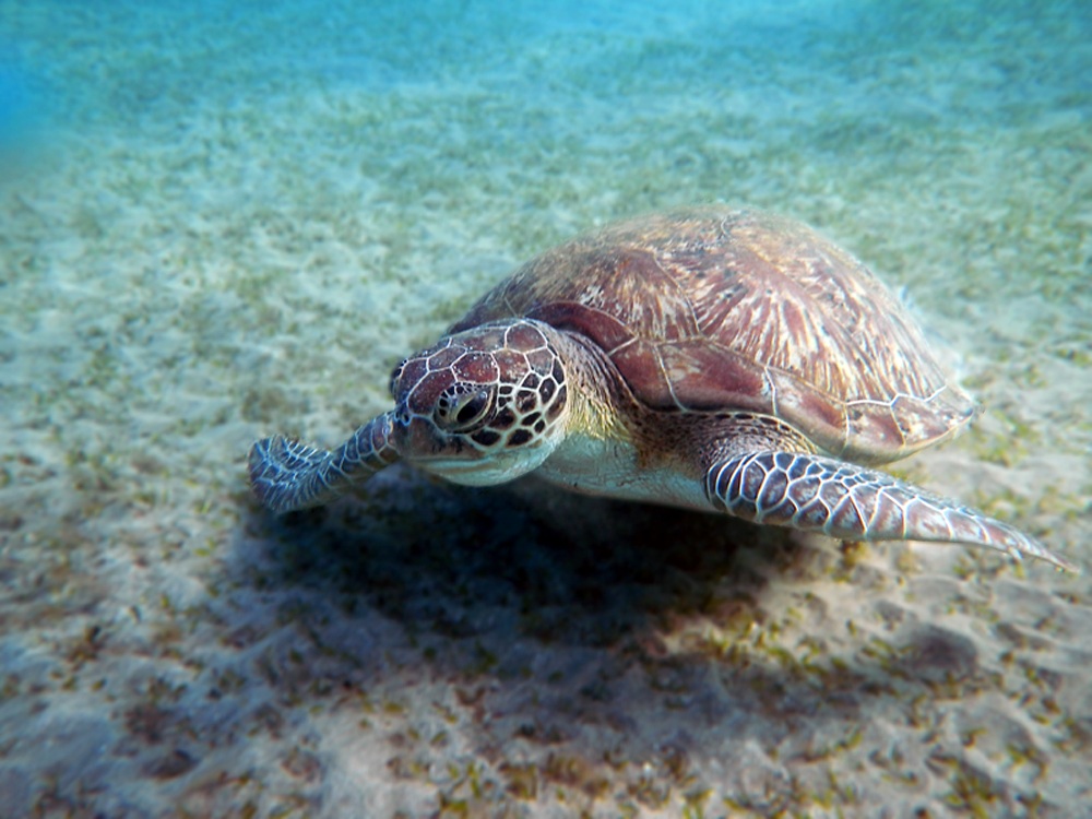 La regina della Abu Dabbab Bay (Marsa Alam)