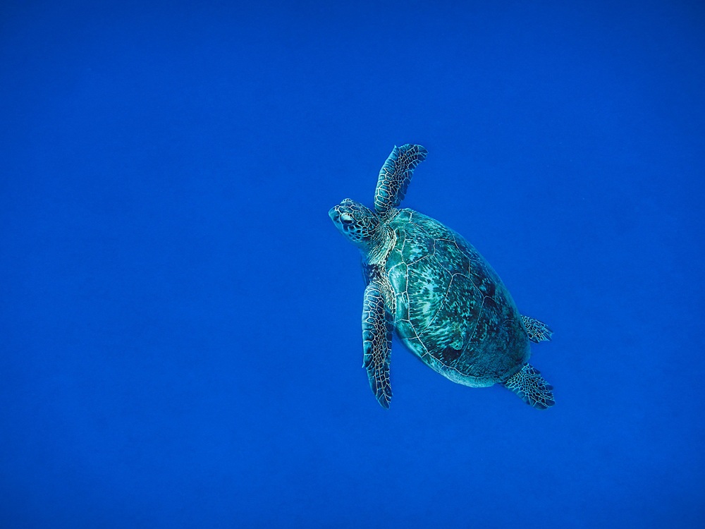 La risalita nel grande blu!