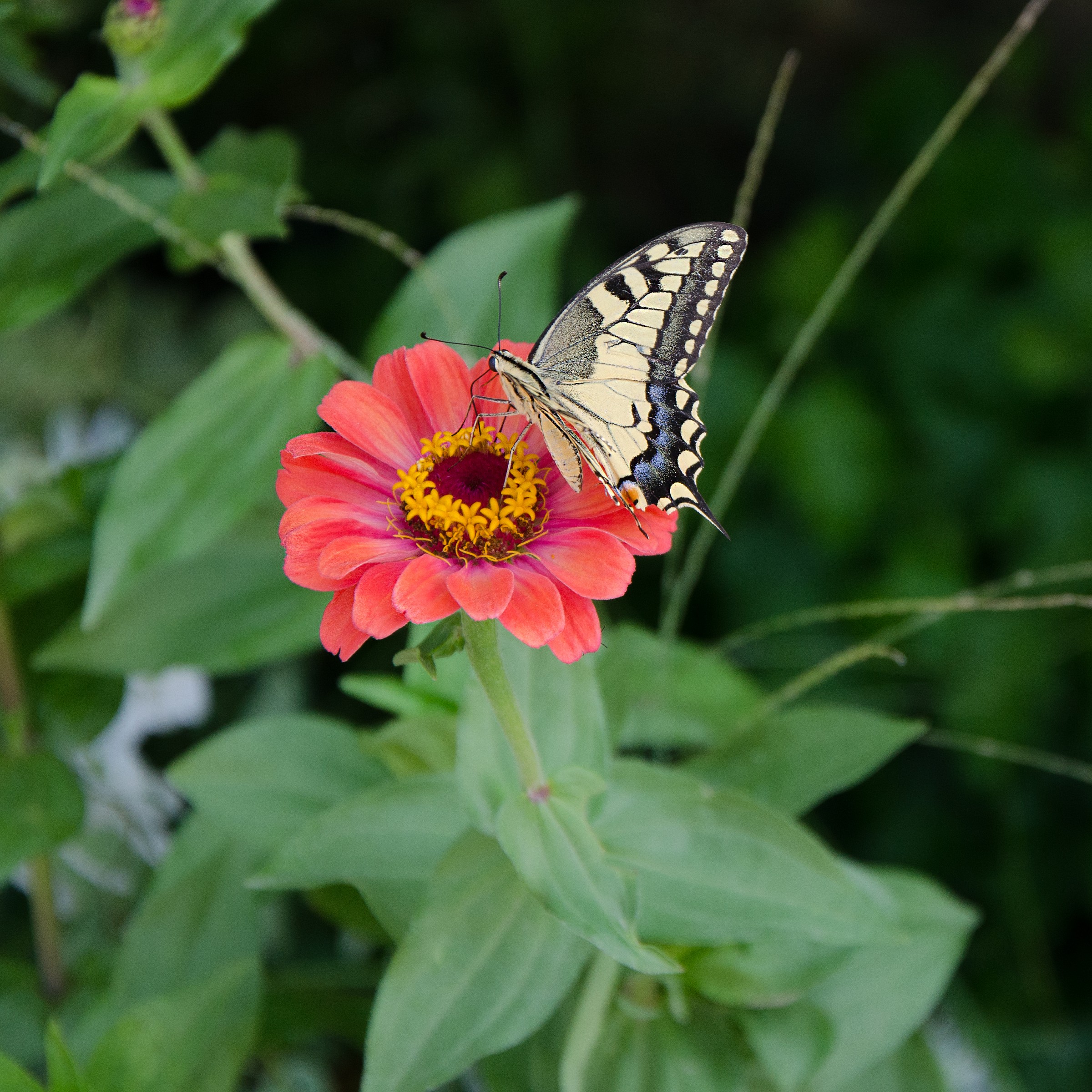 Butterfly resting on flower