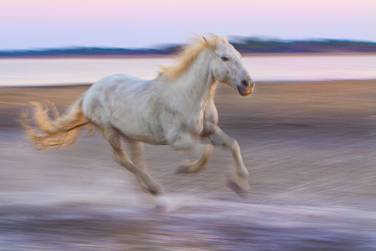 Camargue 2