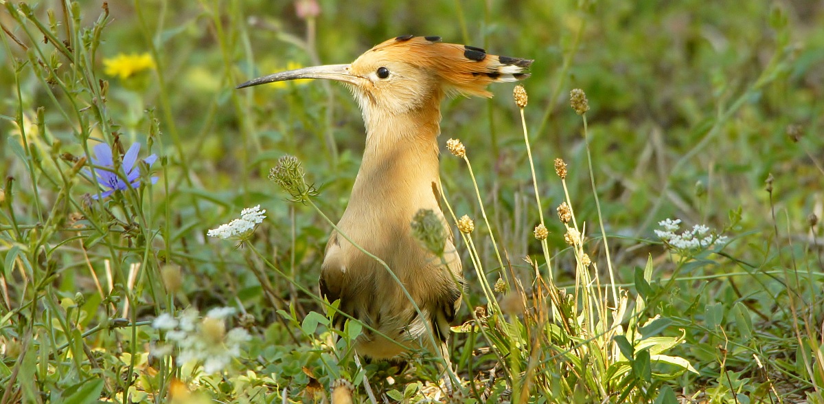 upupa scattata 29.8.2013