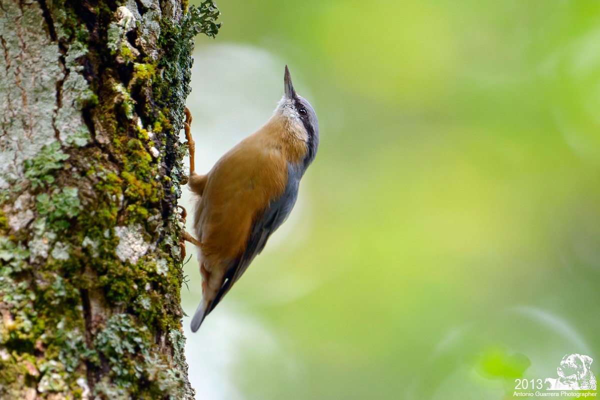 Nuthatch