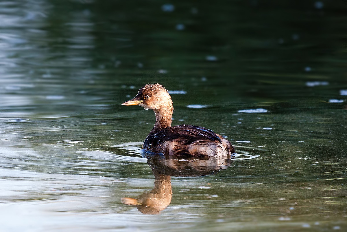 Little Grebe