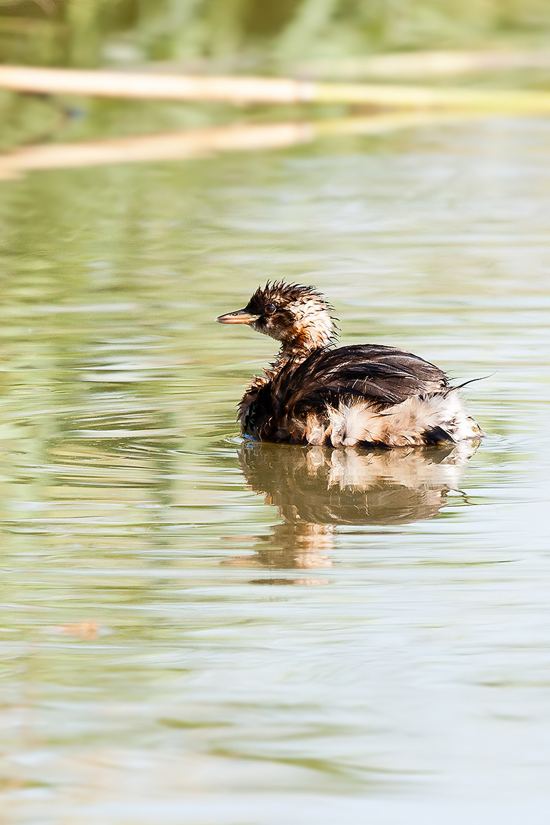 Little Grebe