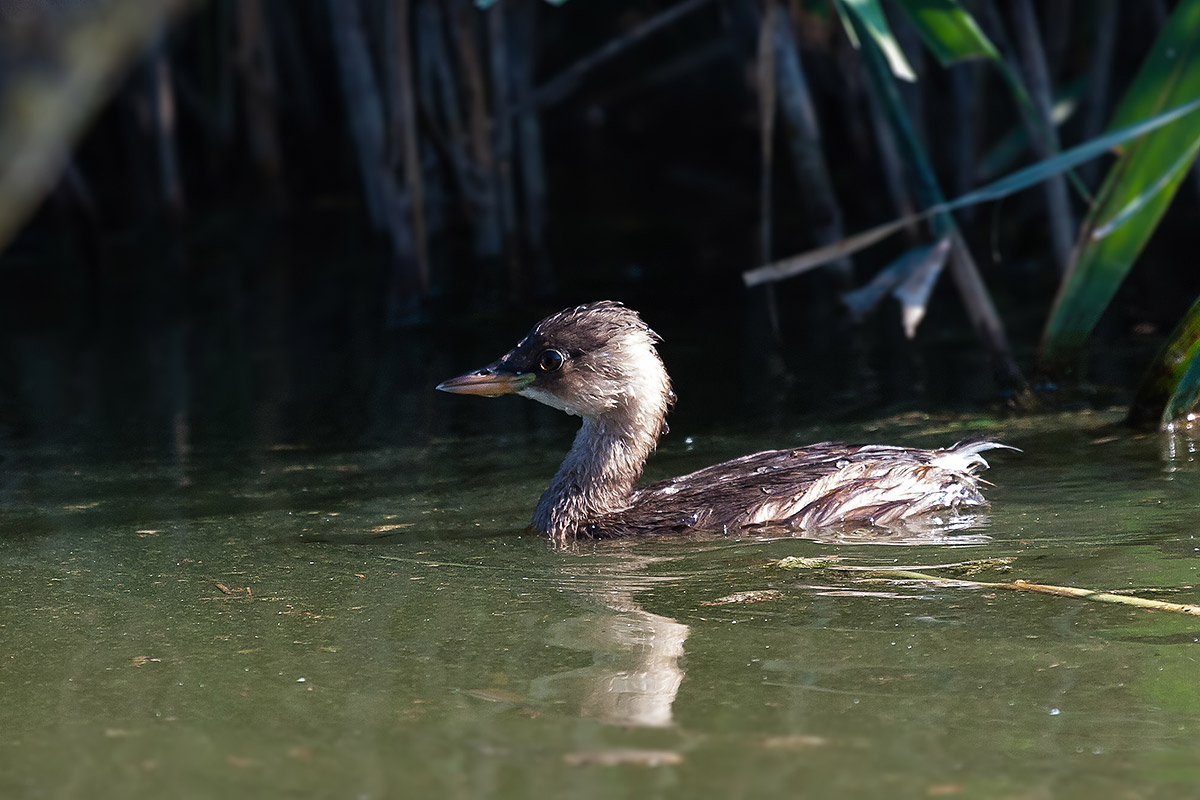Little Grebe