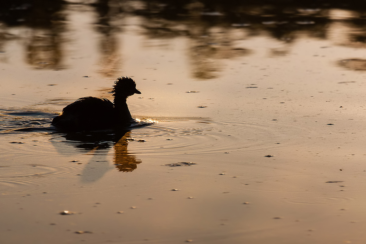 Little Grebe