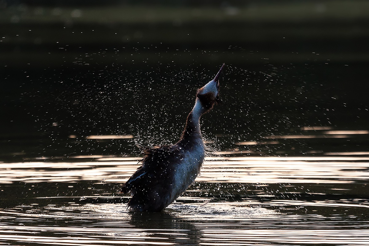 Grebe