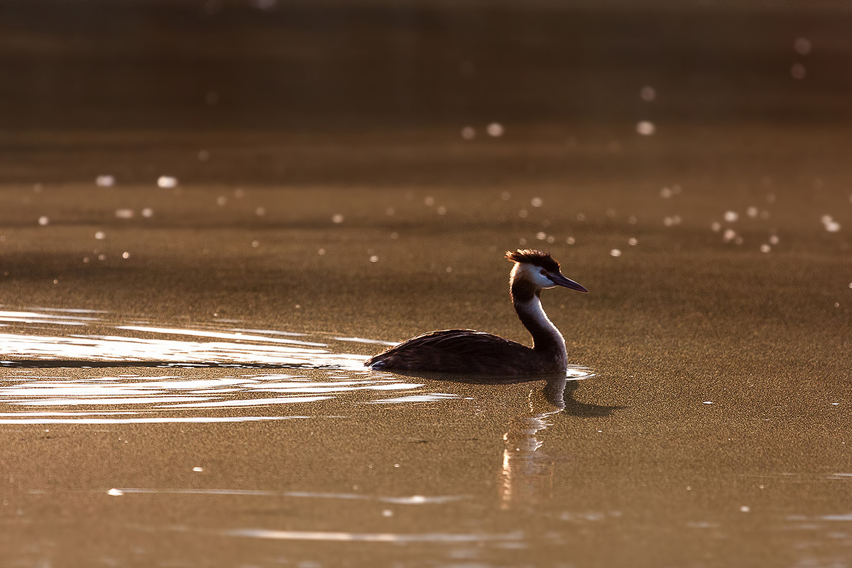 Grebe