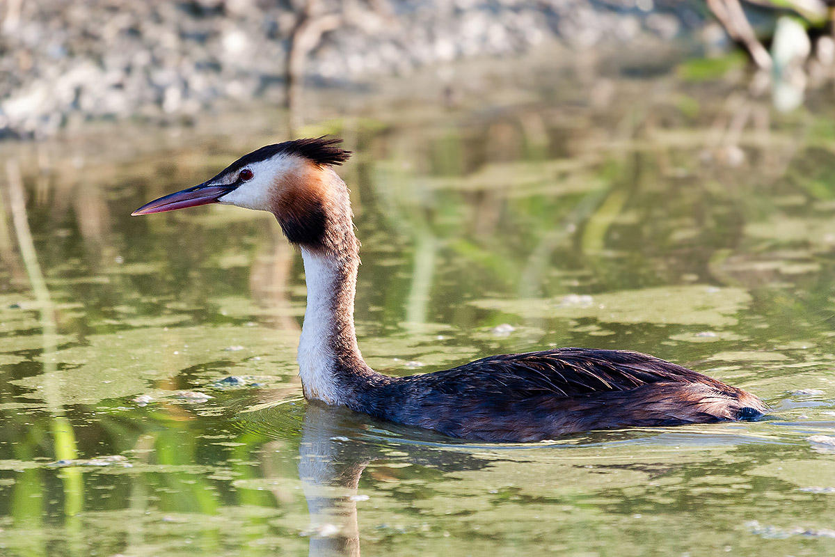 Grebe