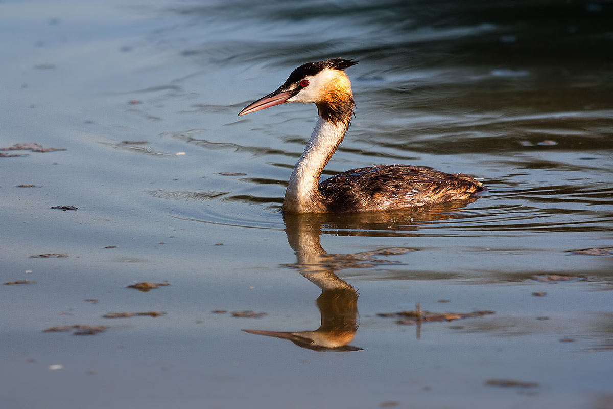 Grebe
