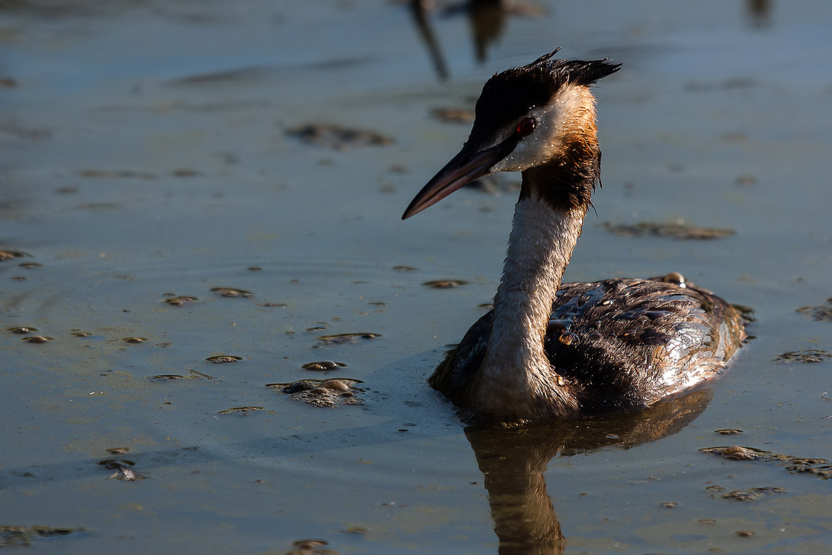 Grebe