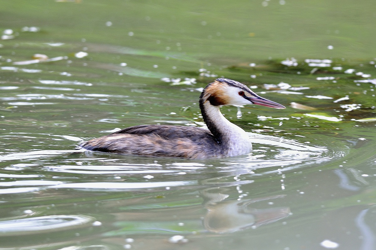 appena uscito dall'acqua